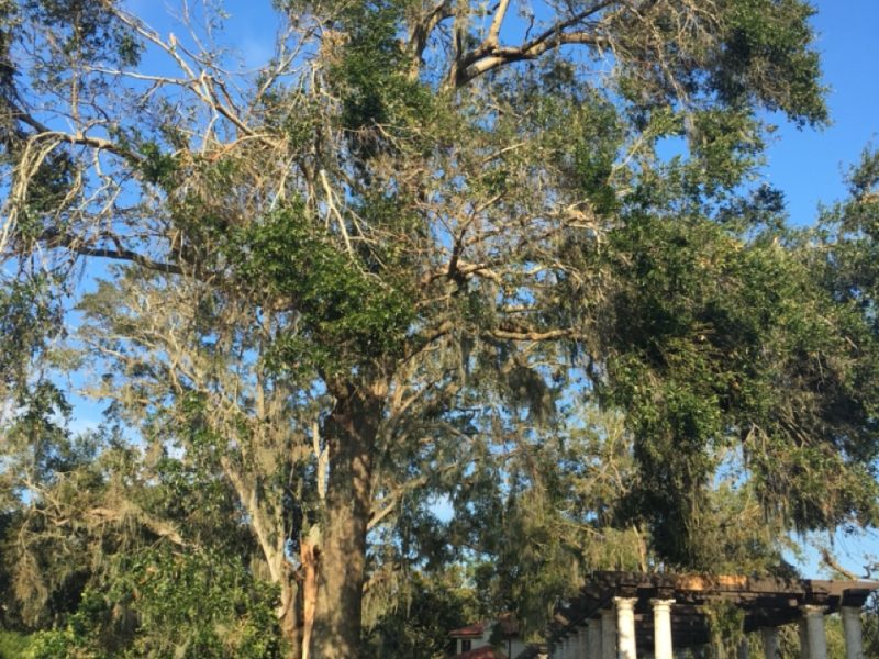 Storm Damage Cleanup Services in Florida » OKCC Services » Professional Storm Debris Removal and Property Restoration Experts » OKCCServices.com