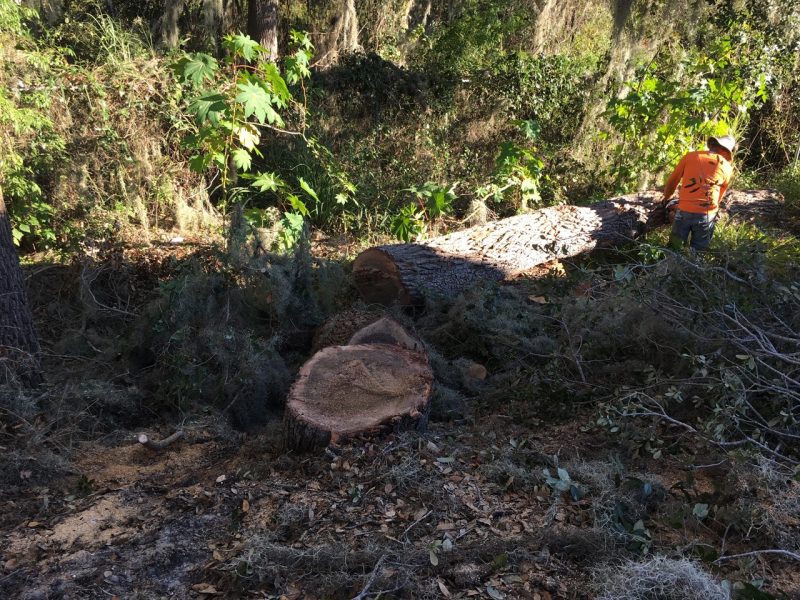 Tree and Stump Removal 4 » Quality Construction Services in Clermont OKC Construction Services, Inc. » OKCCServices.com Storm Damage Cleanup, Tree Removal, and Site Restoration Services in Florida » OKC Construction Services » OKCCServices.com